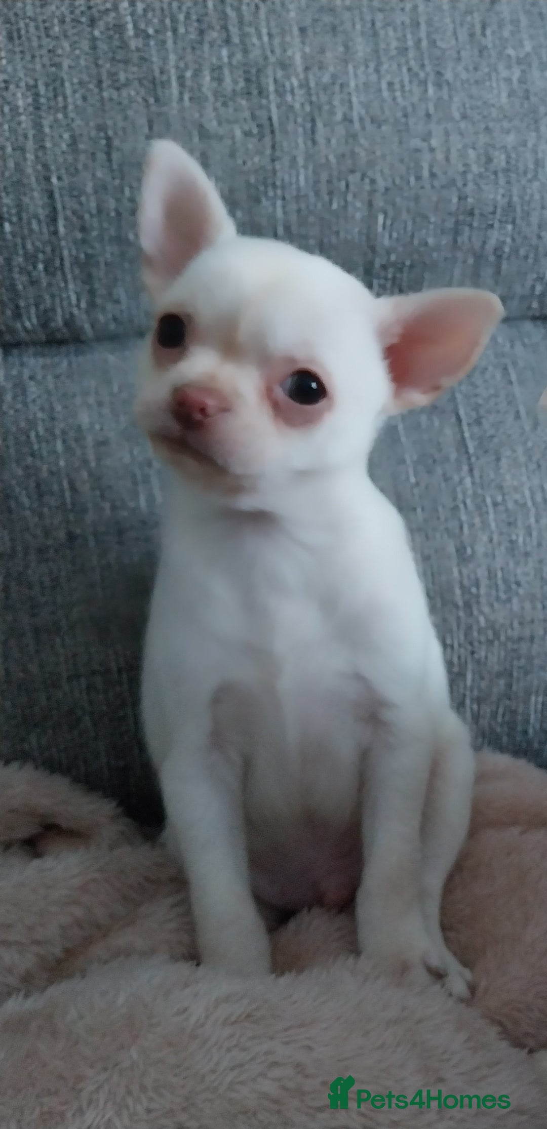 Chihuahua dogs for sale: Chihuahua puppies  - Advert 6
