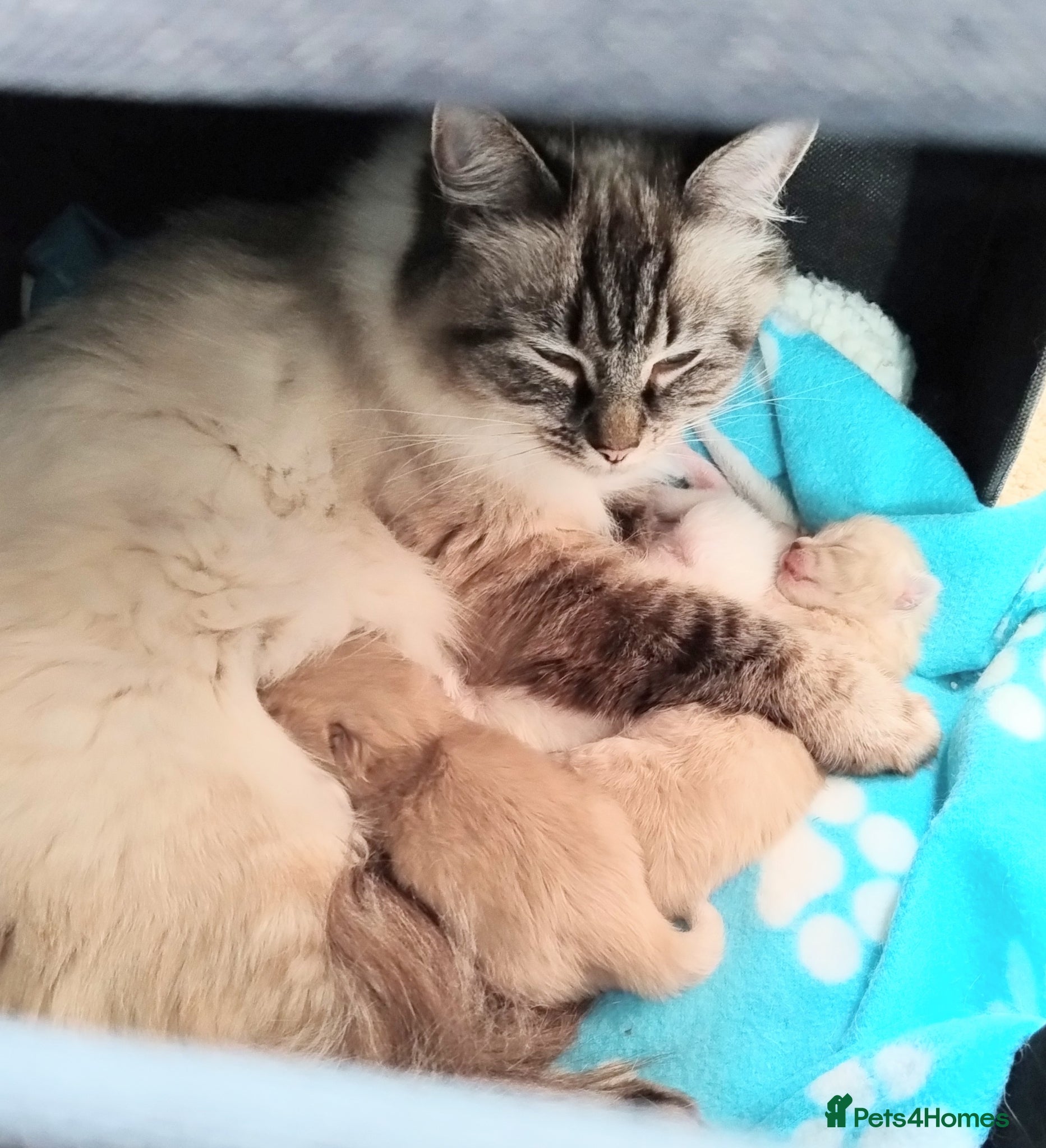 Ragdoll cats Sweet pure bred Ragdolls need forever homes  - Advert 2