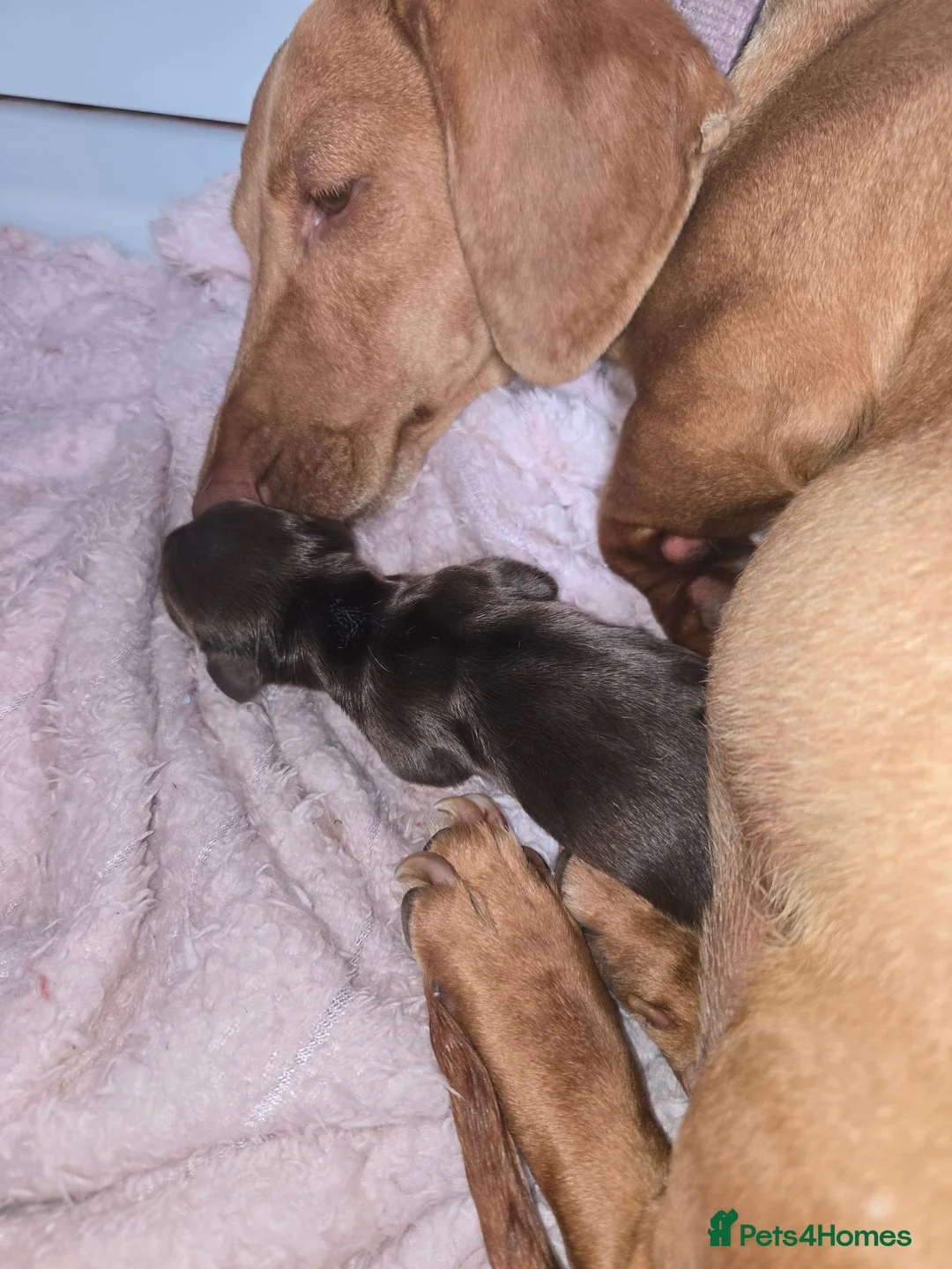 Miniature Dachshund dogs for sale: miniature dachshund pups in Spalding - Advert 2