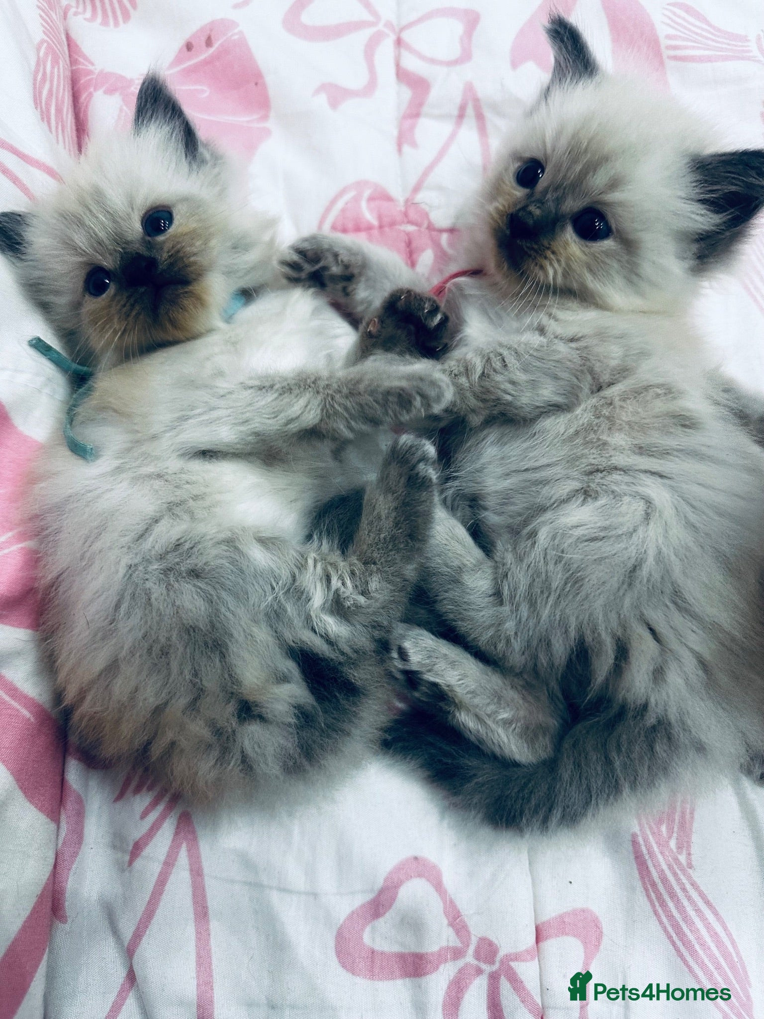 Ragdoll cats Beautiful Ragdoll kittens – 3 boys & 2 girls 🐾 - Advert 1