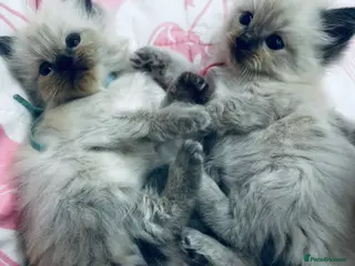Ragdoll cats Beautiful Ragdoll kittens – 3 boys & 2 girls 🐾 - Advert 2