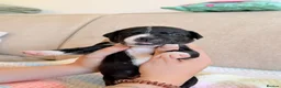 Staffordshire Bull Terrier dogs for sale: Gorgeous staffordshire bull terrier puppies - Advert 10