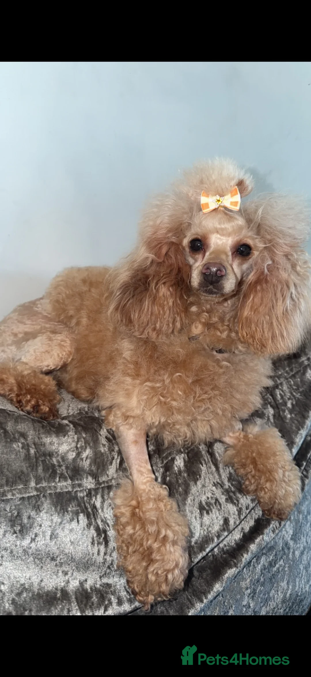 Toy Poodle dogs for sale: 1 black and white boy toy poodle  - Advert 2