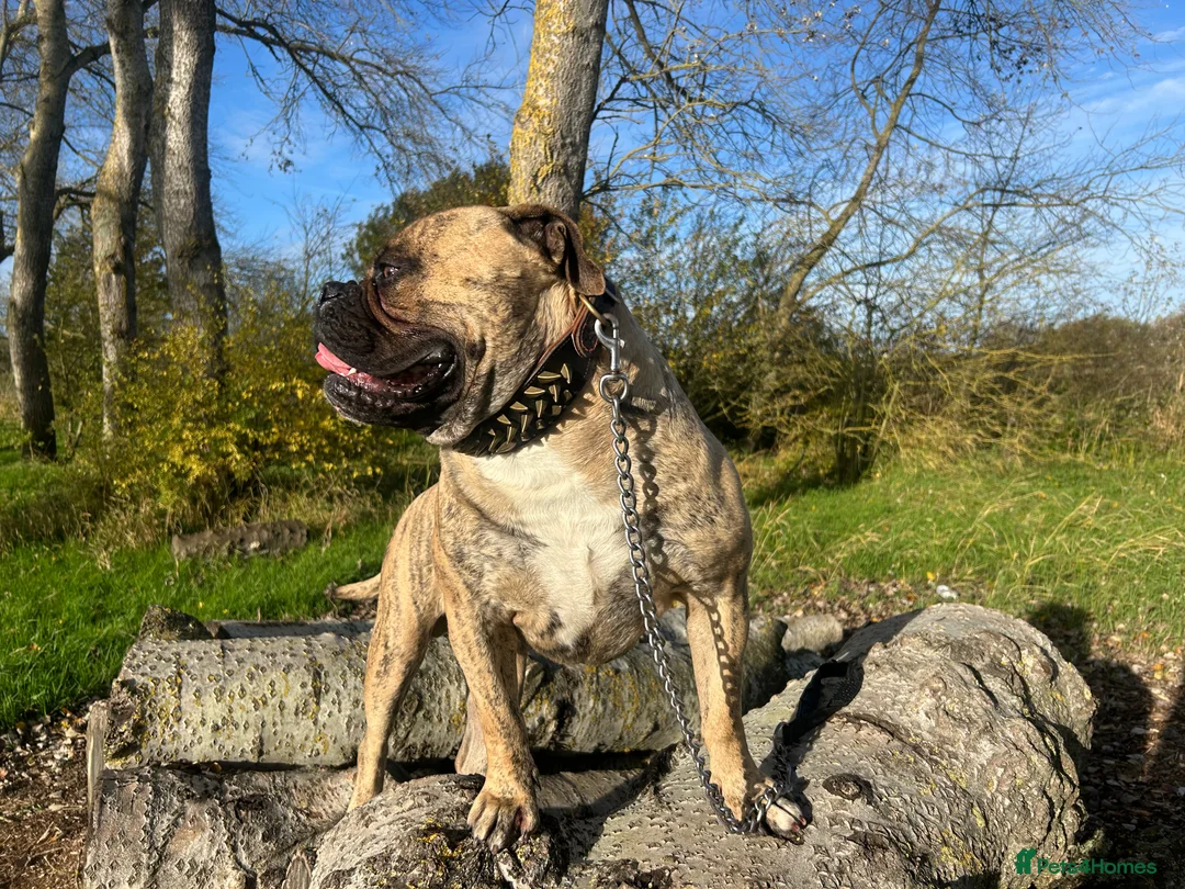 Old Tyme Bulldog dogs for sale: 19 month olde tyme bulldogge  - Advert 2