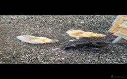Chickens poultry for sale: 8 -9 month old laying silkie hens - Image 5