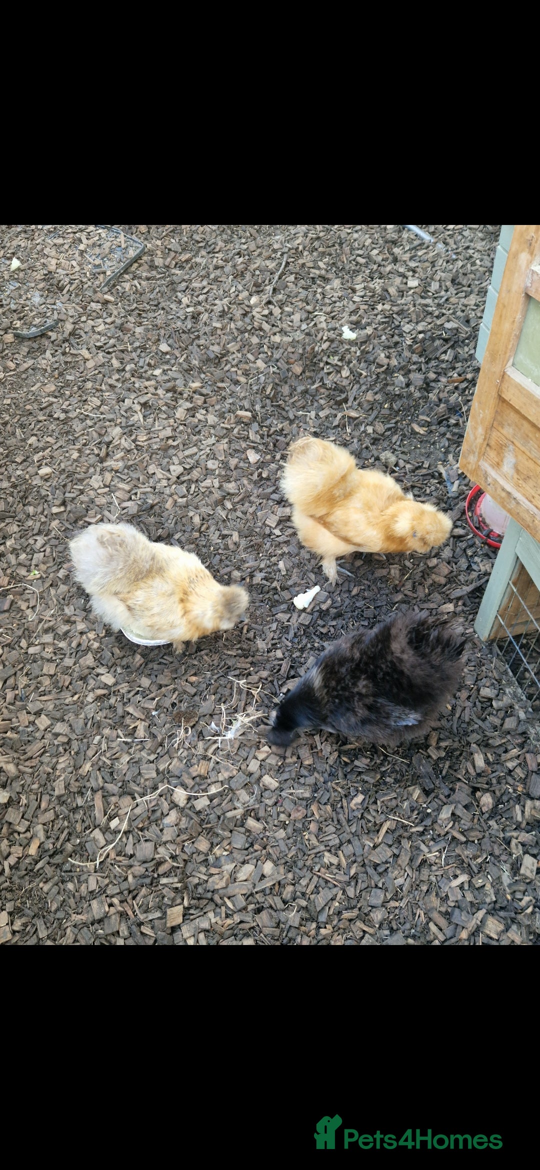 Chickens poultry for sale: 8 -9 month old laying silkie hens - Image 5