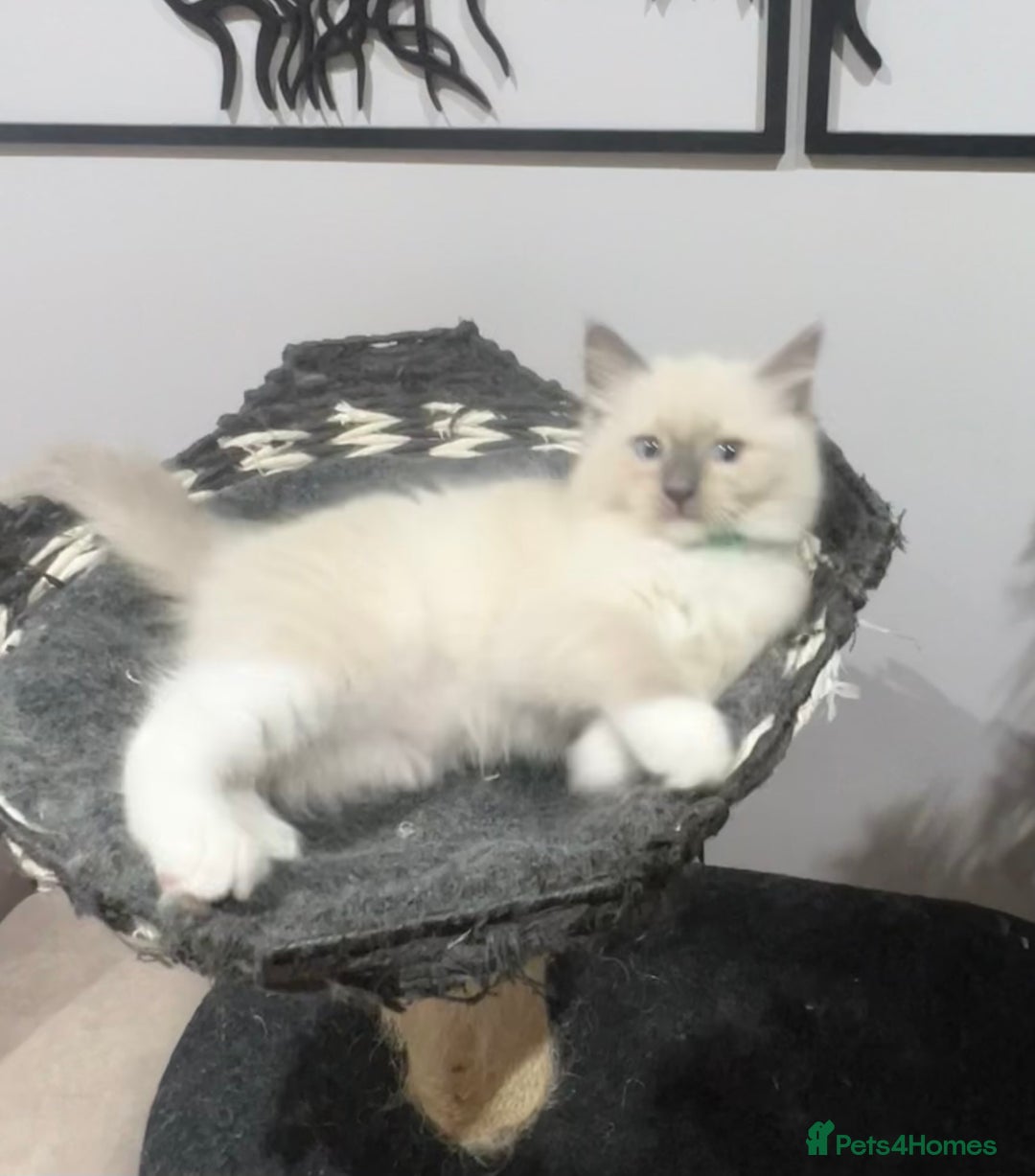 Ragdoll cats for sale: 3 Ragdoll kittens  - Advert 29