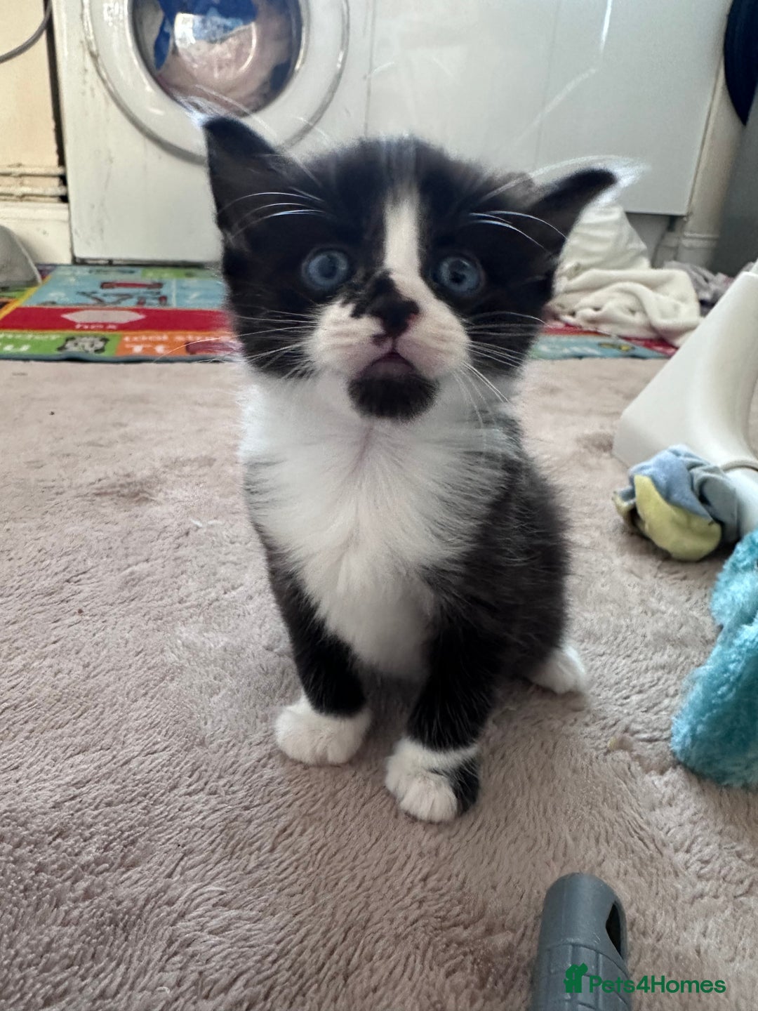 Mixed Breed cats for sale: Beautiful kittens  - Image 9