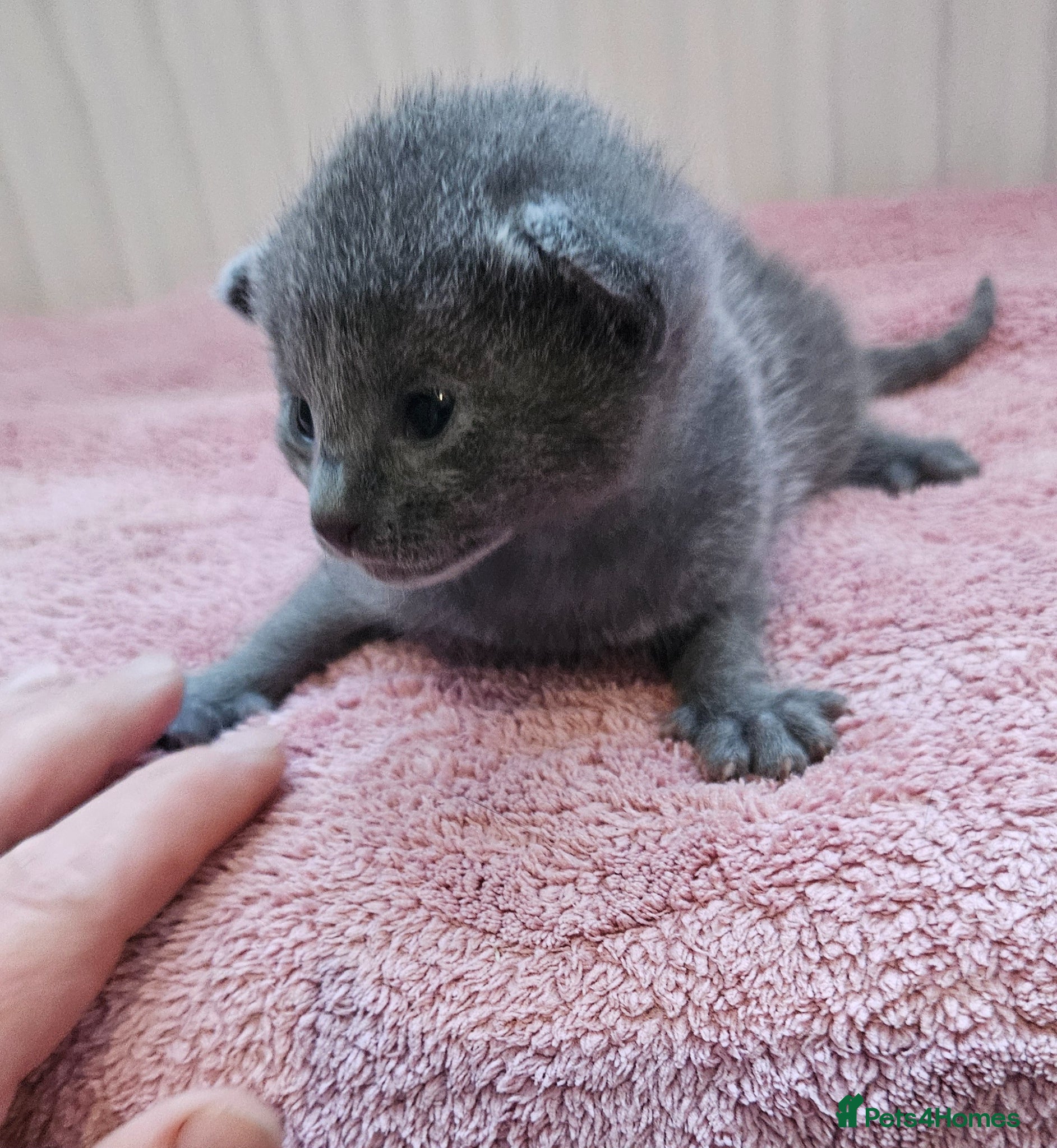 Russian Blue cats for sale: Russian Blue kittens 😸  - Advert 12