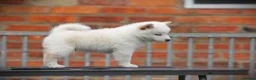 Japanese Shiba Inu dogs for sale: Top quality Japanese shiba inu puppies  - Advert 10