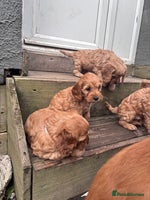 Cockapoo dogs - Advert 2