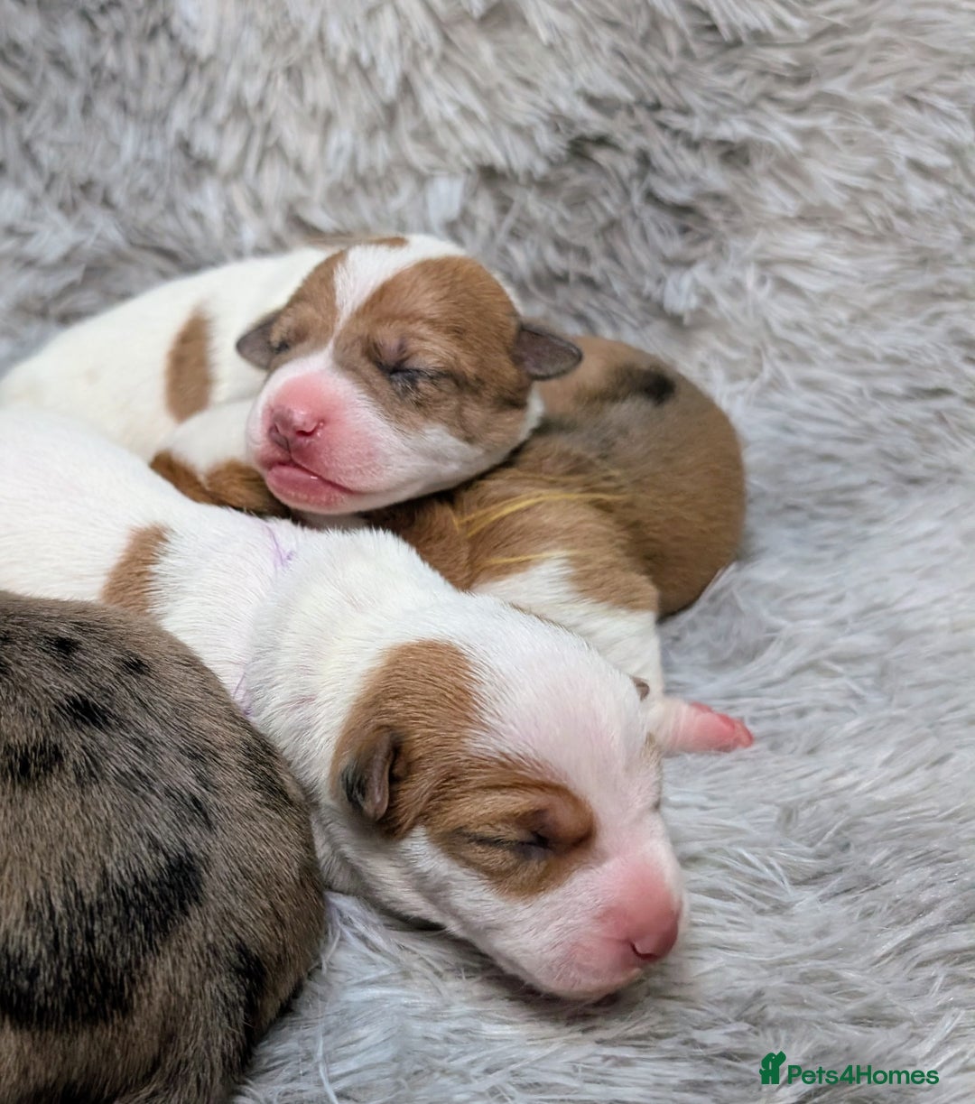 Jack Russell dogs for sale: ❤️3/4 Jack Russell babies ❤️ - Advert 8
