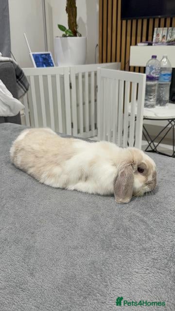 Mini Lop rabbits for sale: Female Mini Lop  - Advert 8