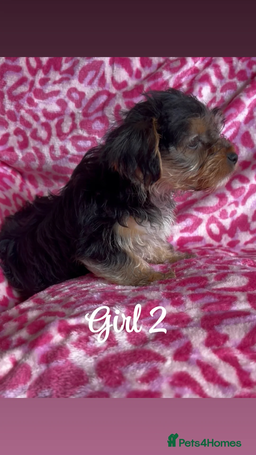 Yorkshire Terrier dogs for sale: Yorkshire Terrier Puppies - Advert 10