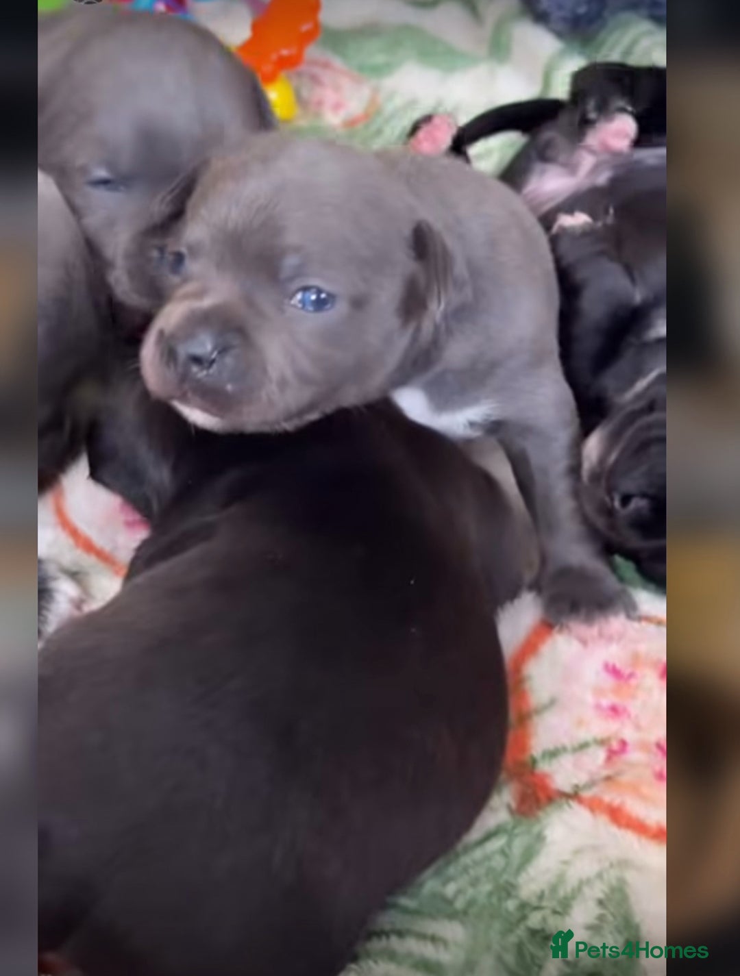 Staffordshire Bull Terrier dogs for sale: Outstanding  %100 Health Tested Staffy Puppies - Advert 3