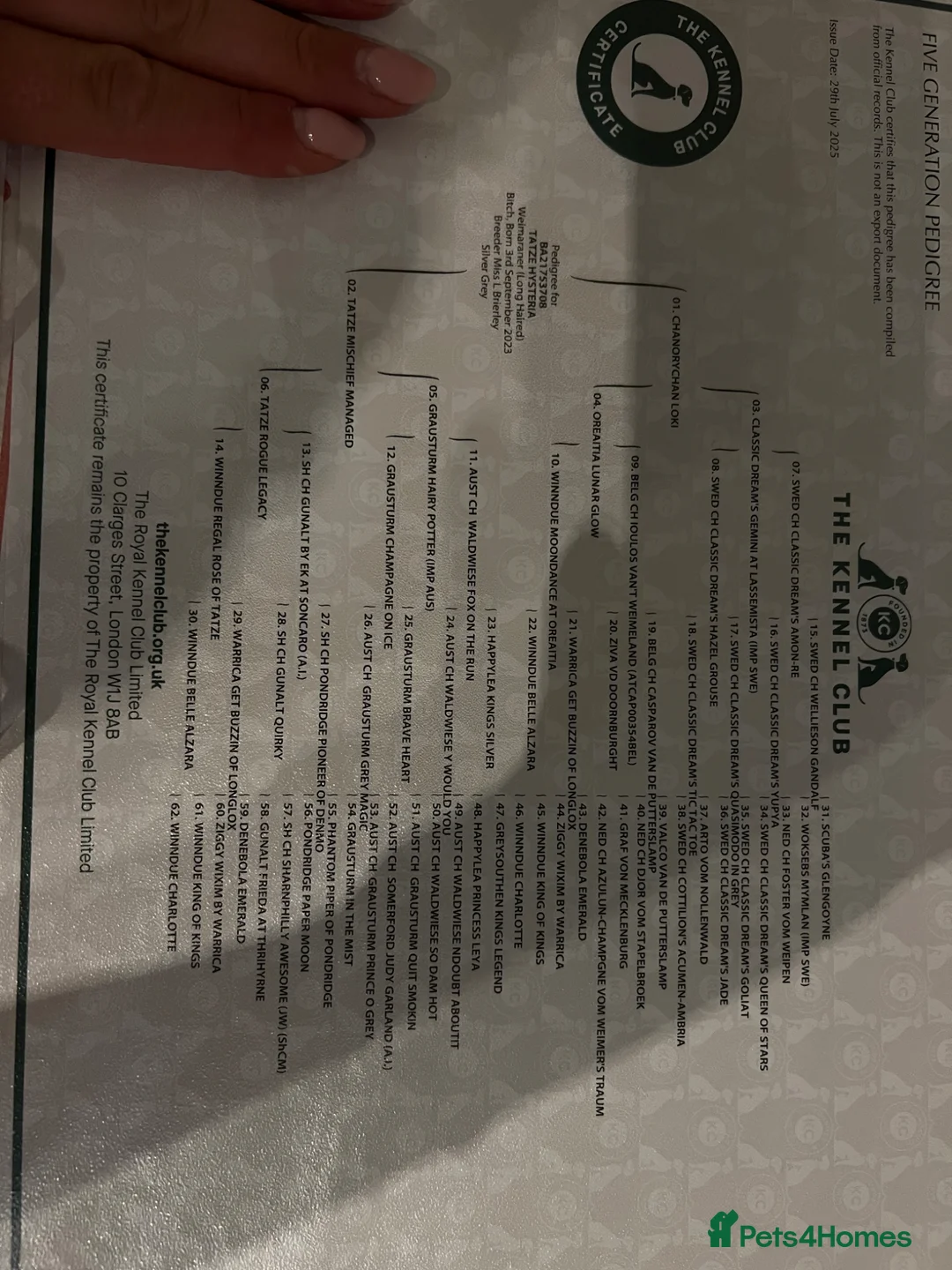 Weimaraner dogs for stud: Looking for Weimaraner Stud Dog in Barnstaple - Advert 2