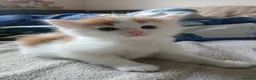 Mixed Breed cats for sale: Kittens for sale Rothwell, Kettering - Advert 1