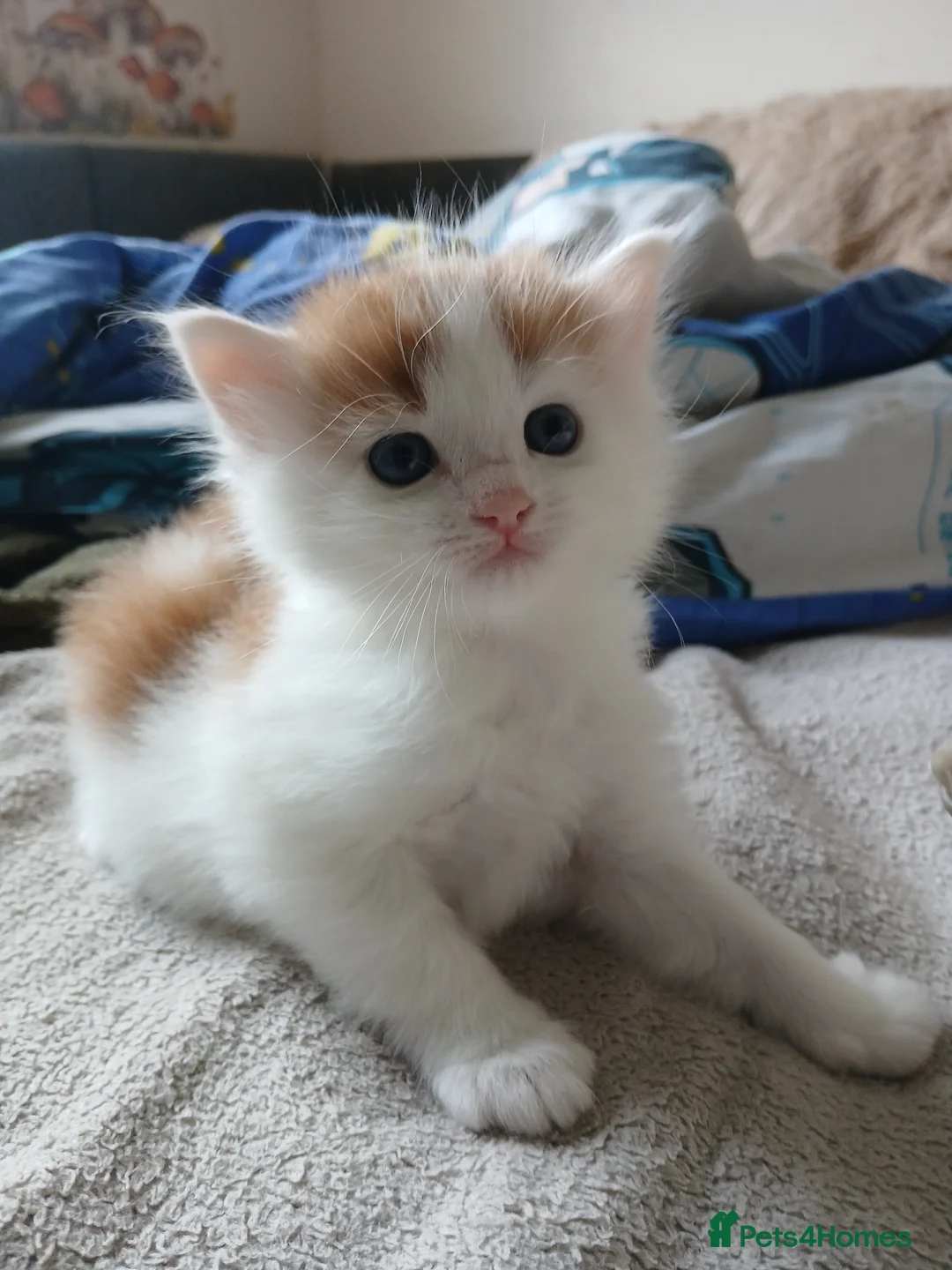 Mixed Breed cats for sale: Kittens for sale Rothwell, Kettering - Advert 1