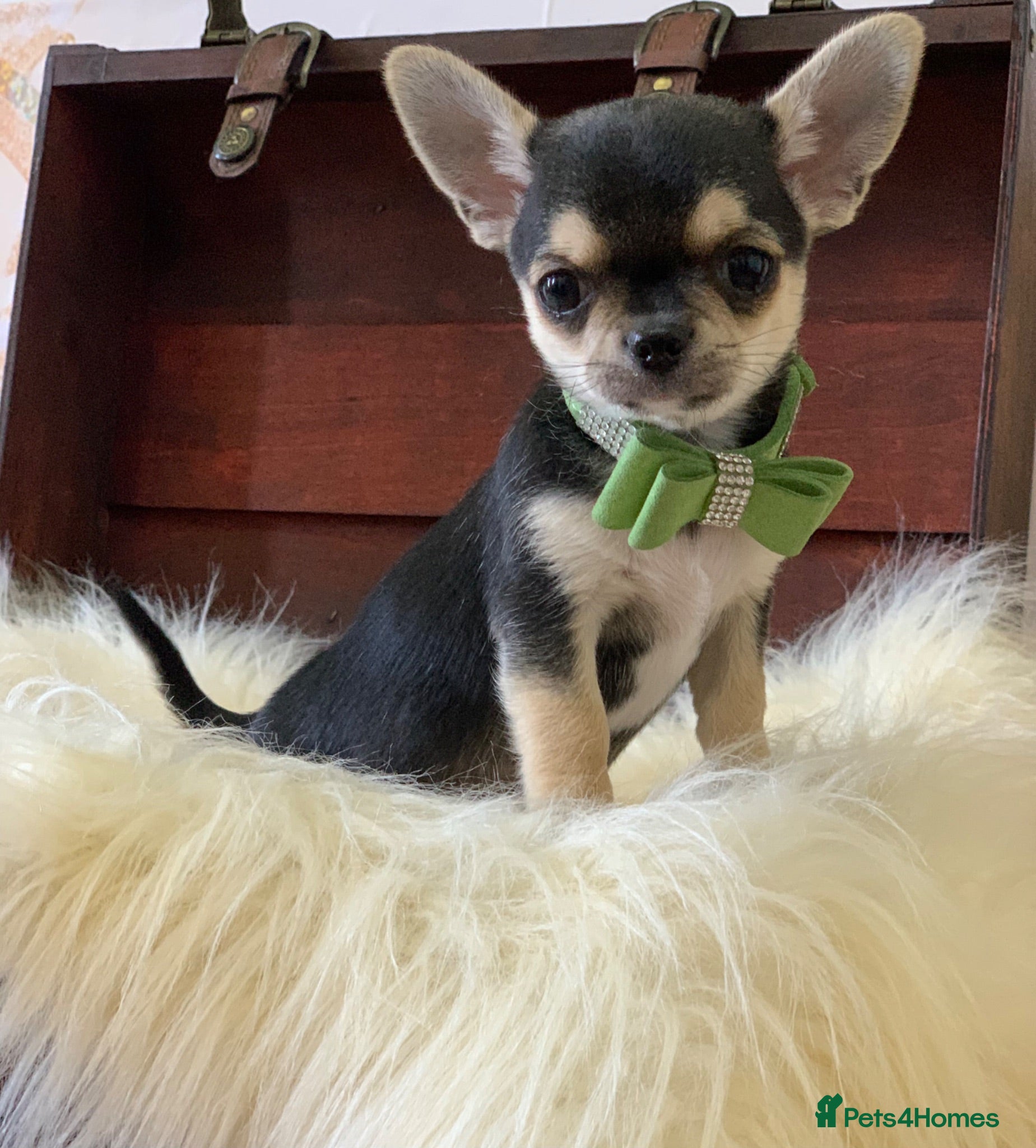 Chihuahua dogs 5* LICENSED GORGEOUS READY💕 KC CHIHUAHUA LITTER - Advert 3