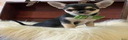 Chihuahua dogs for sale: 5* LICENSED READY💕 KC SMOOTH CHI BABY BOYS X2  - Advert 1