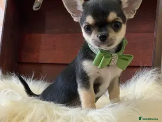 Chihuahua dogs 5* LICENSED GORGEOUS READY💕 KC CHIHUAHUA LITTER - Advert 3