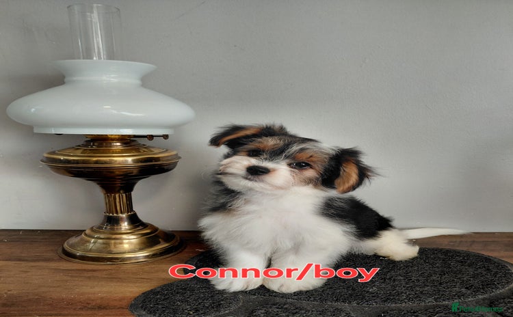 Biewer Terrier dogs - Advert 1