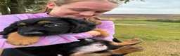 Mixed Breed dogs for sale: German Shepherd x Springer Spaniel puppies - Advert 13