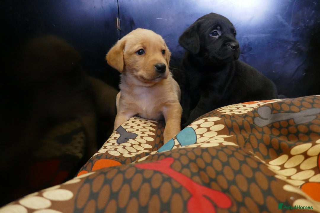Labrador Retriever dogs for sale: ADORABLE LABRADOR PUPPIES KC REGISTERED - Advert 10