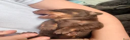 Miniature Dachshund dogs for sale: 1 Beautiful Miniature Dachshund Puppy left! 🩷 - Advert 22
