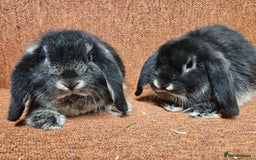 Dwarf Lop rabbits for sale: Pure show stock dwarf lops vaccinated  - Advert 6