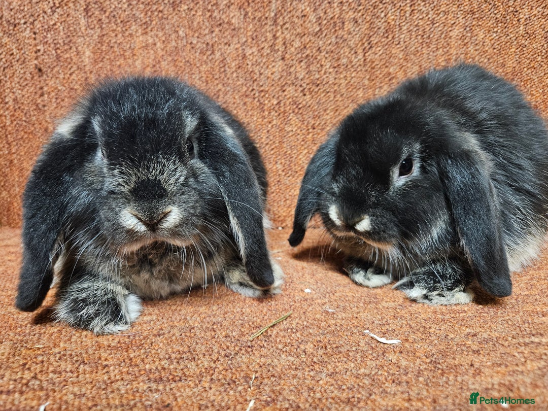 Dwarf Lop rabbits for sale: Pure show stock dwarf lops vaccinated  - Advert 6