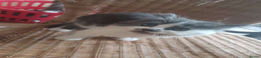 Mixed Breed Kitten 1