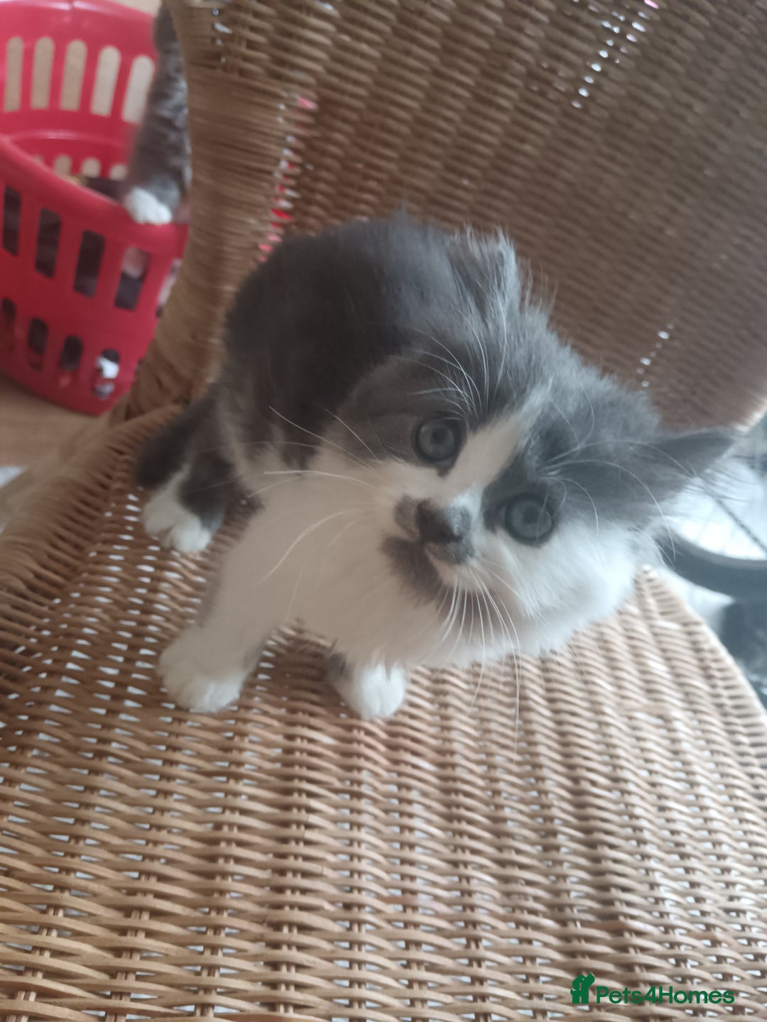 Mixed Breed cats for sale: 3 x gorgeous kittens available  - Image 3