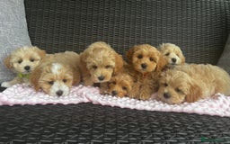 Maltipoo dogs for sale: Adorable Maltipoo  - Image 5