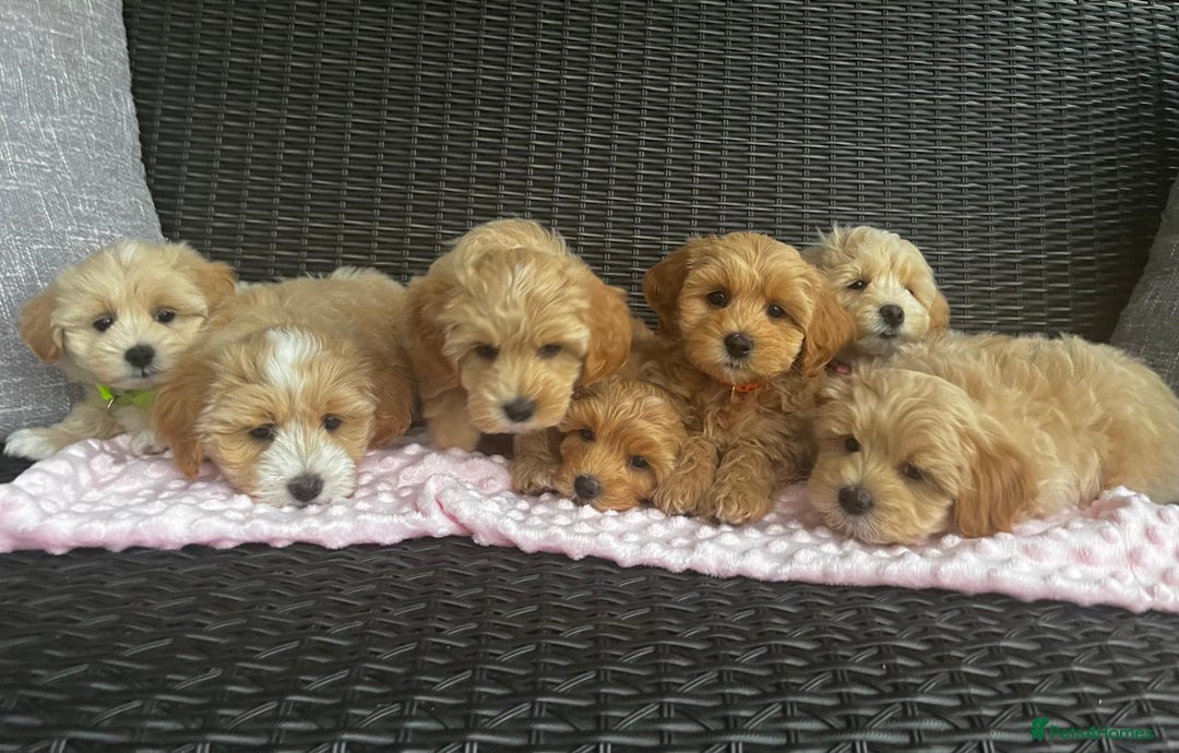 Maltipoo dogs for sale: Adorable Maltipoo  - Image 5