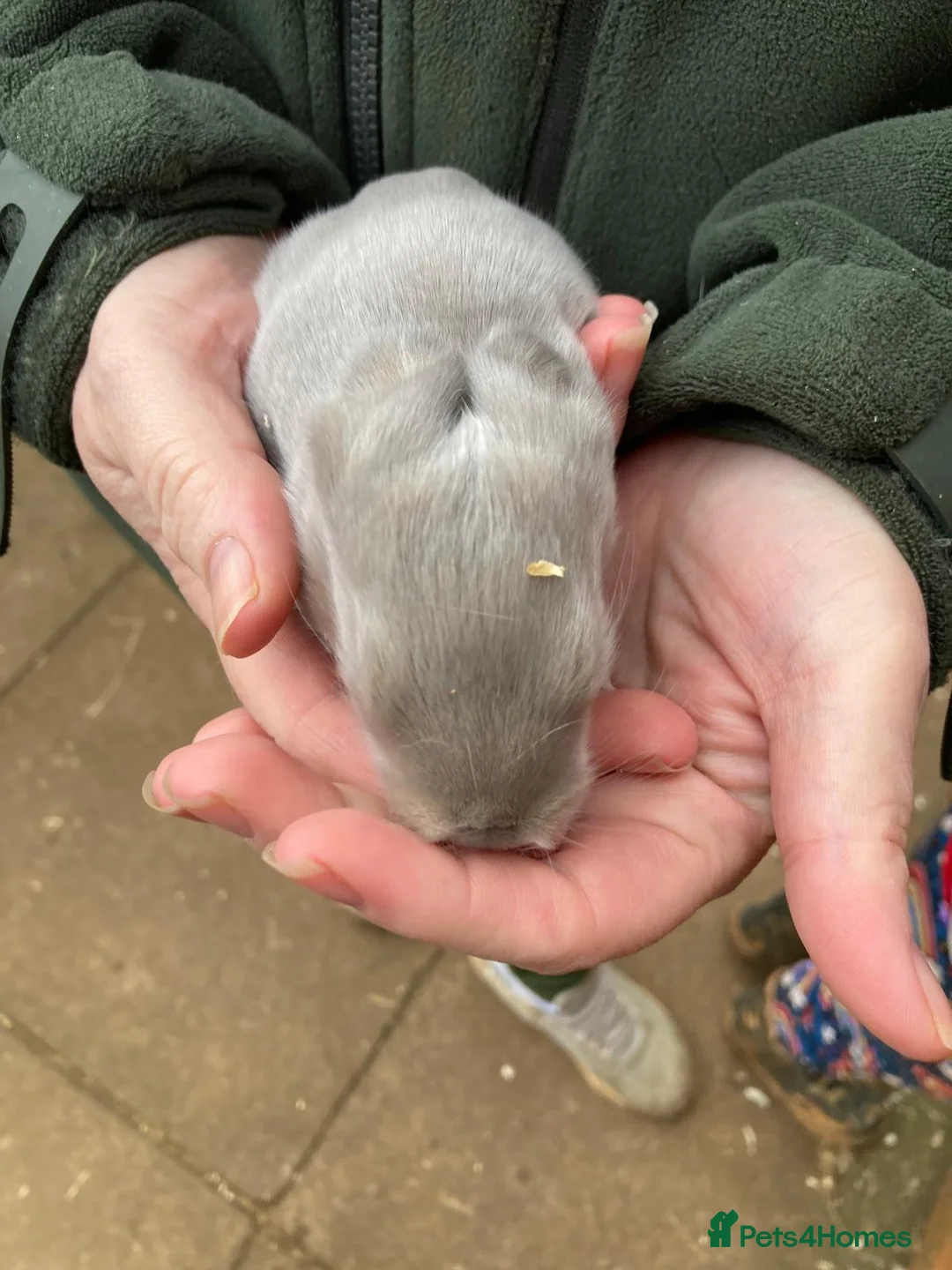 French Lop rabbits for sale: French lops - Advert 2