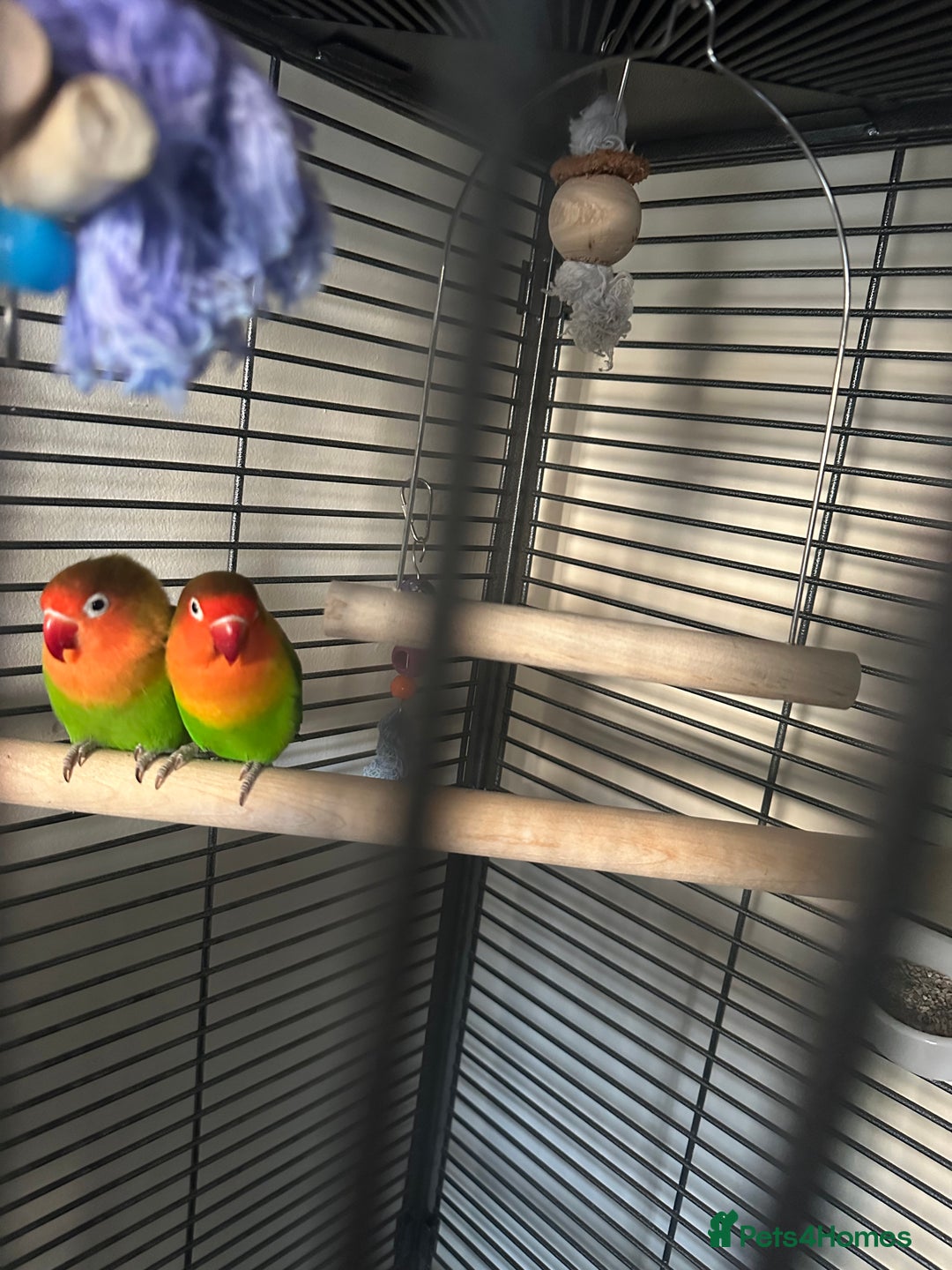 Lovebirds birds for sale: Family of 4 lovebirds  - Advert 1