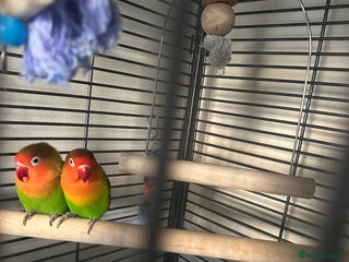 Lovebirds birds Family of 4 lovebirds - Advert 1