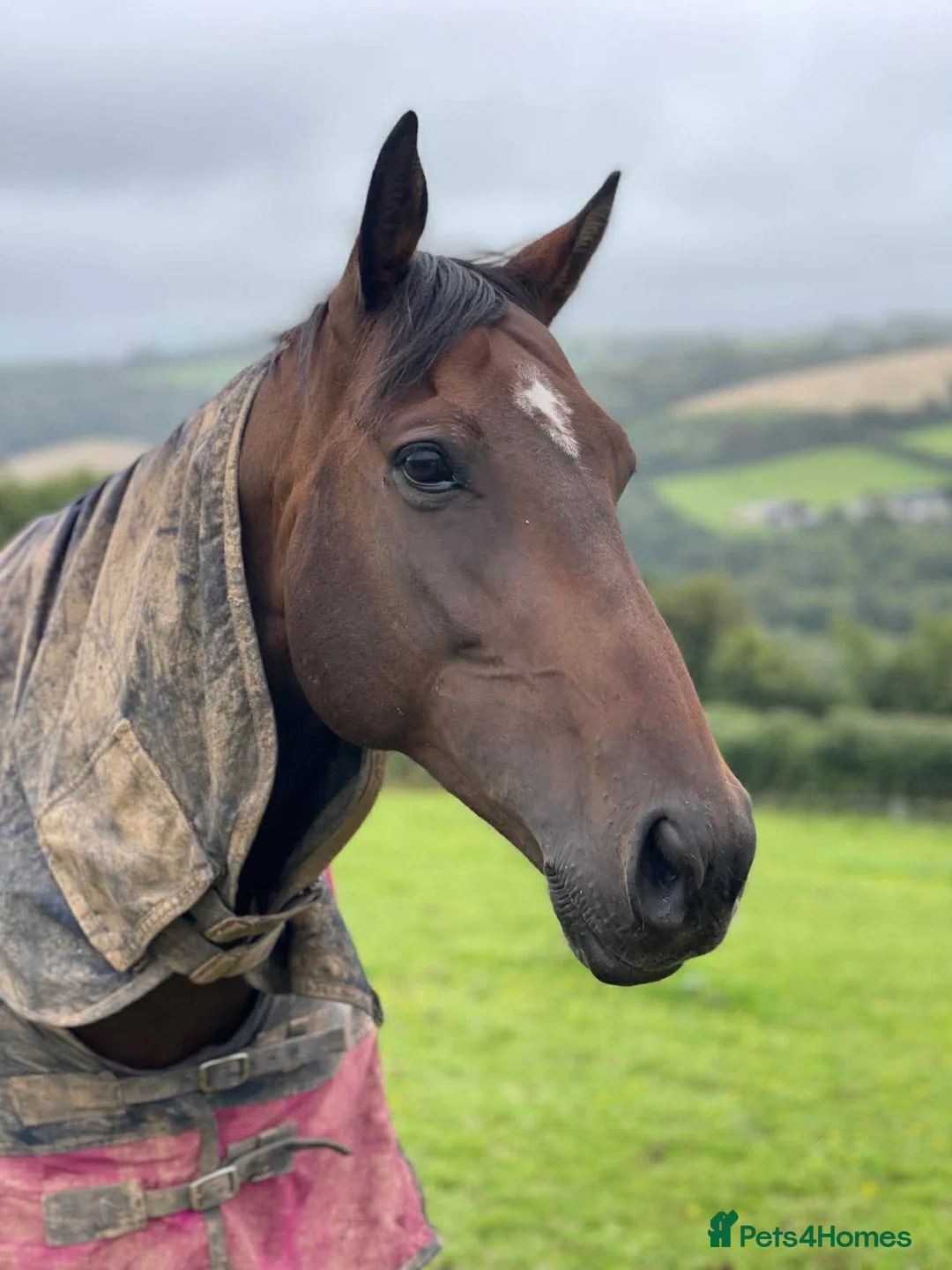 English Thoroughbred horses for sale: Beautiful horse in Okehampton - Advert 2