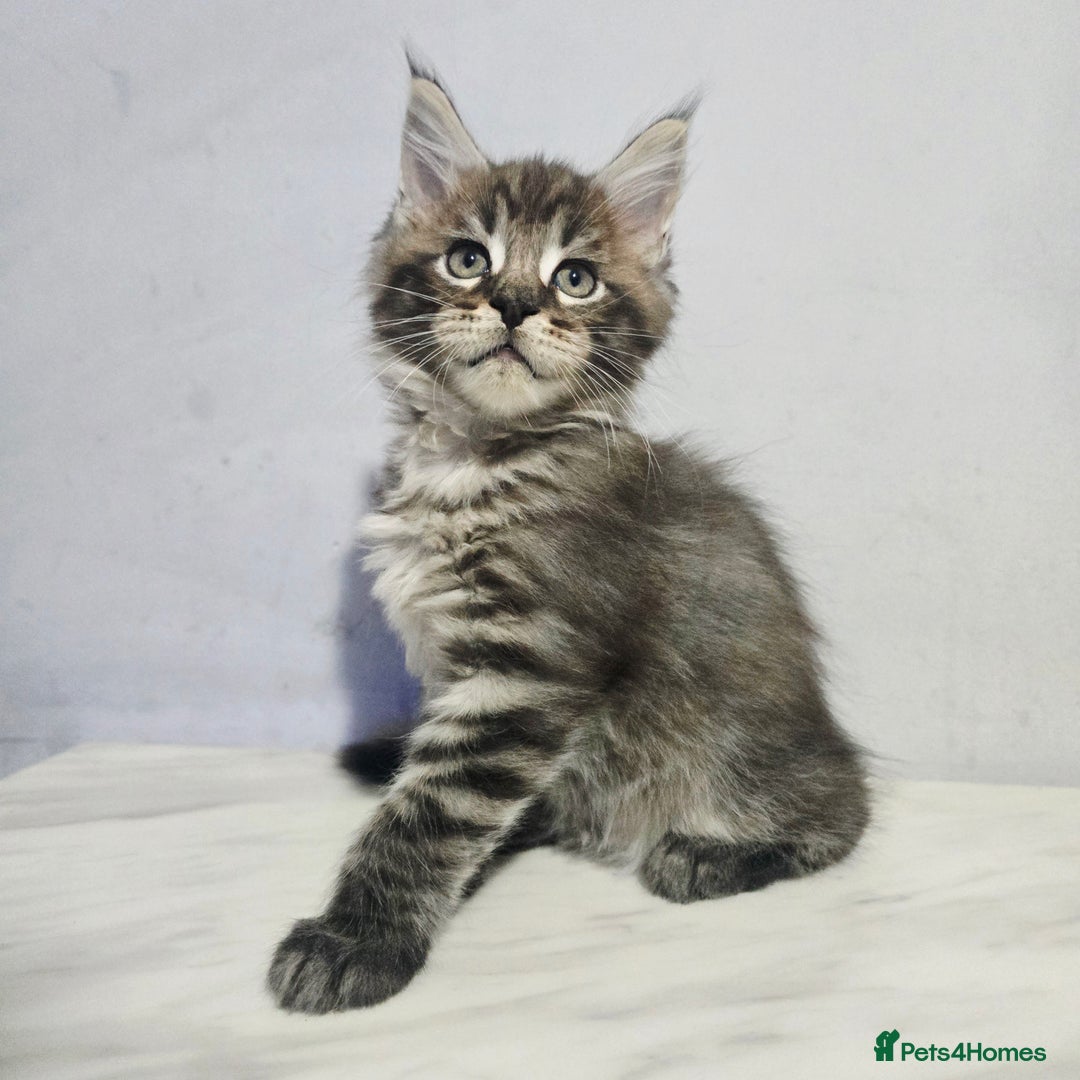 Maine Coon cats for sale: Mainecoon kittens tica registered  - Advert 14