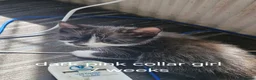 Mixed Breed cats for sale: 4 kittens black and black / white - Advert 12