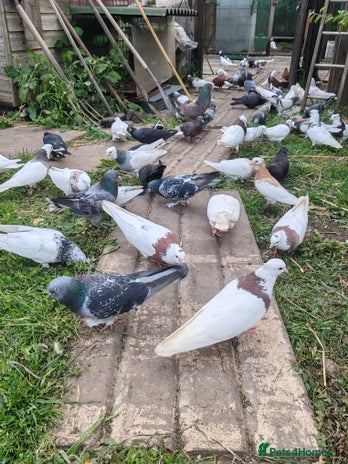 Pigeons birds - Advert 15