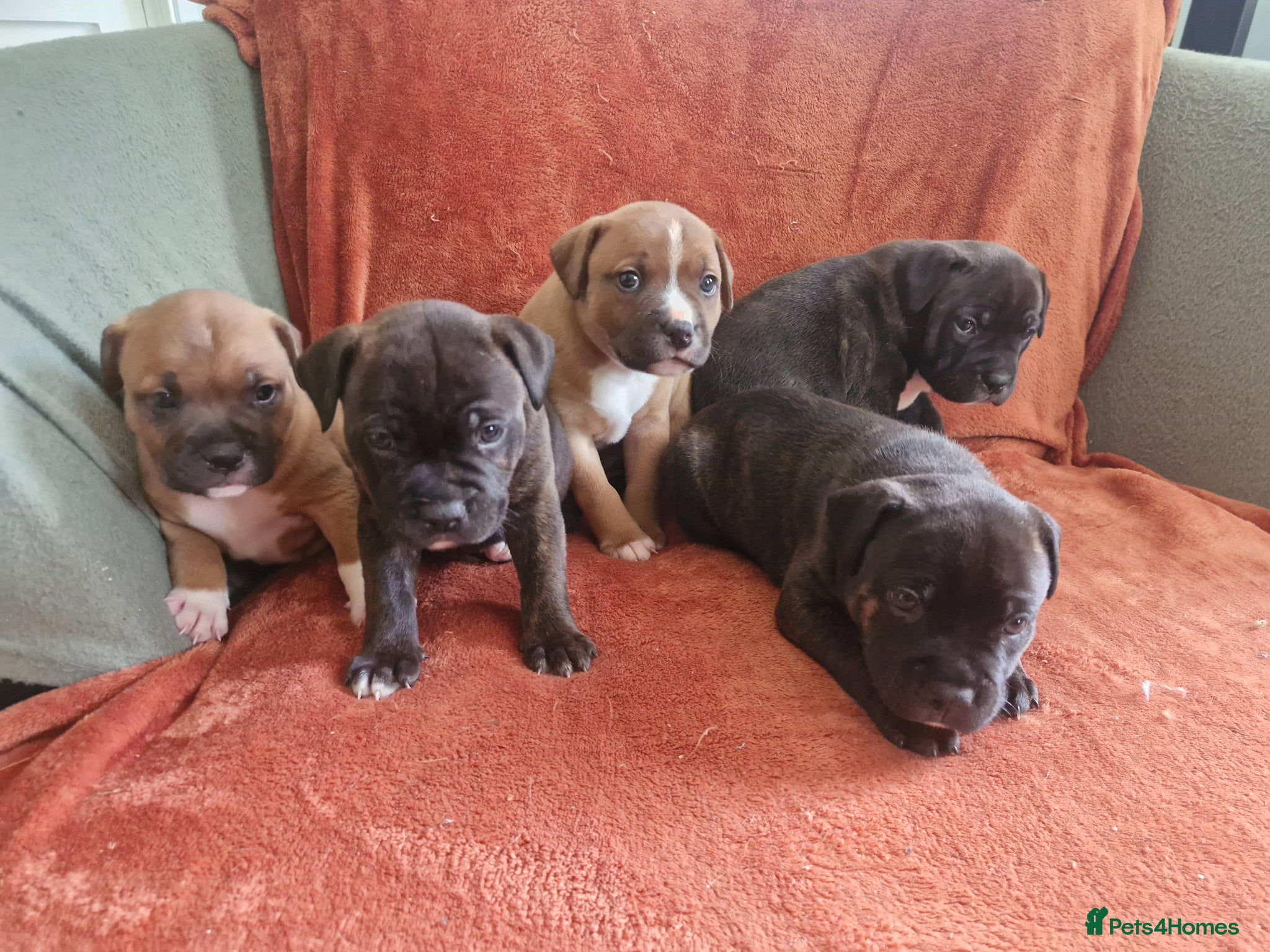 Staffordshire Bull Terrier dogs Staffordshire bull terrier puppies - Advert 2