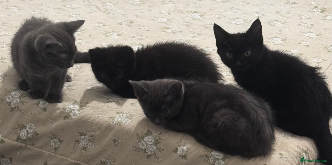 Mixed Breed cats for sale:  4 Kittens British long & short hair mixed breed. - Advert 28