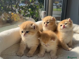 British Shorthair cats - Advert 4