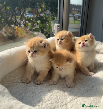 British Shorthair cats - Advert 7