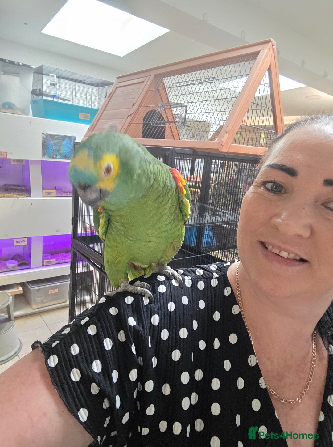 Parrots birds for sale: Various parrots available check description  - Advert 8