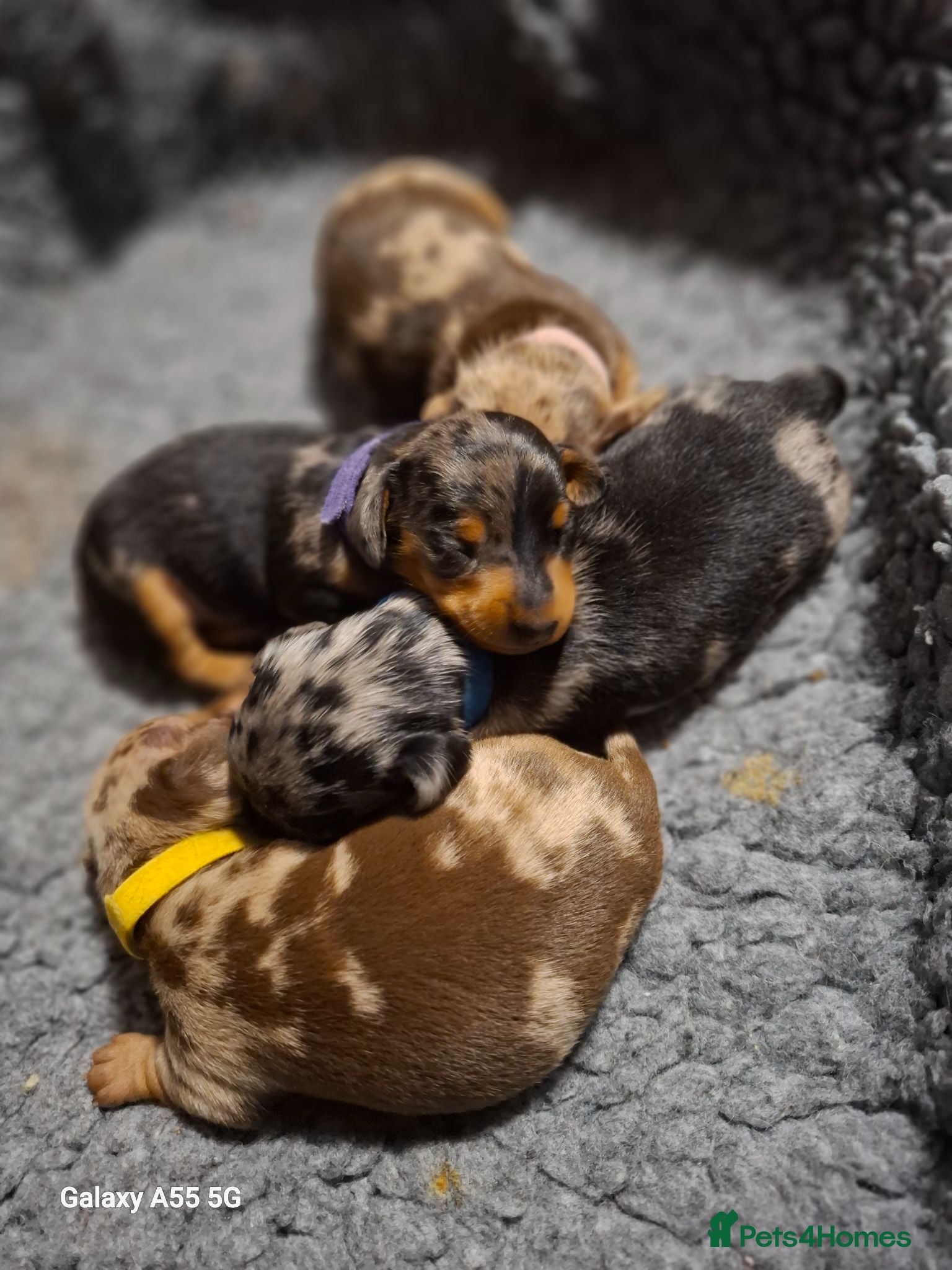 Miniature Dachshund dogs Stunning Miniature Smooth Haired Dachshund Puppies - Advert 1