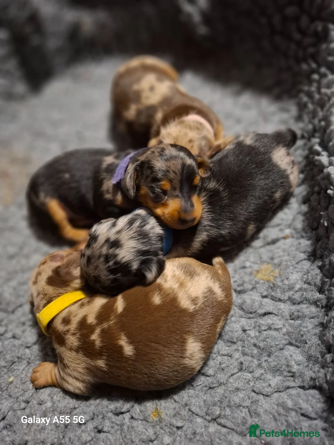Miniature Dachshund dogs for sale: Stunning Miniature Smooth Haired Dachshund Puppies - Advert 1