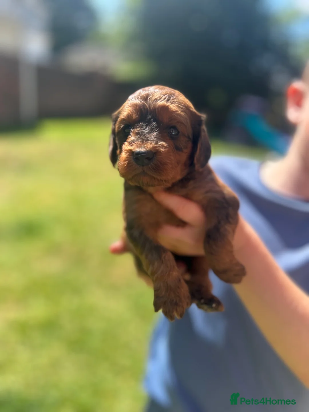 Cockapoo dogs for sale: F1 cockapoo - beautiful colours  - Advert 1